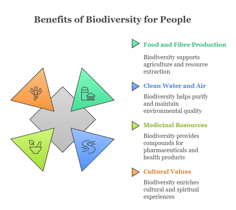 An infographic that illustrates the benefits of biodiversity for people