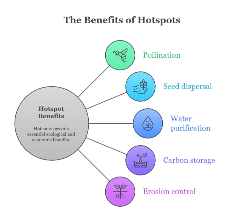 An infographic that illustrates the benefits of biodiversity hotspots
