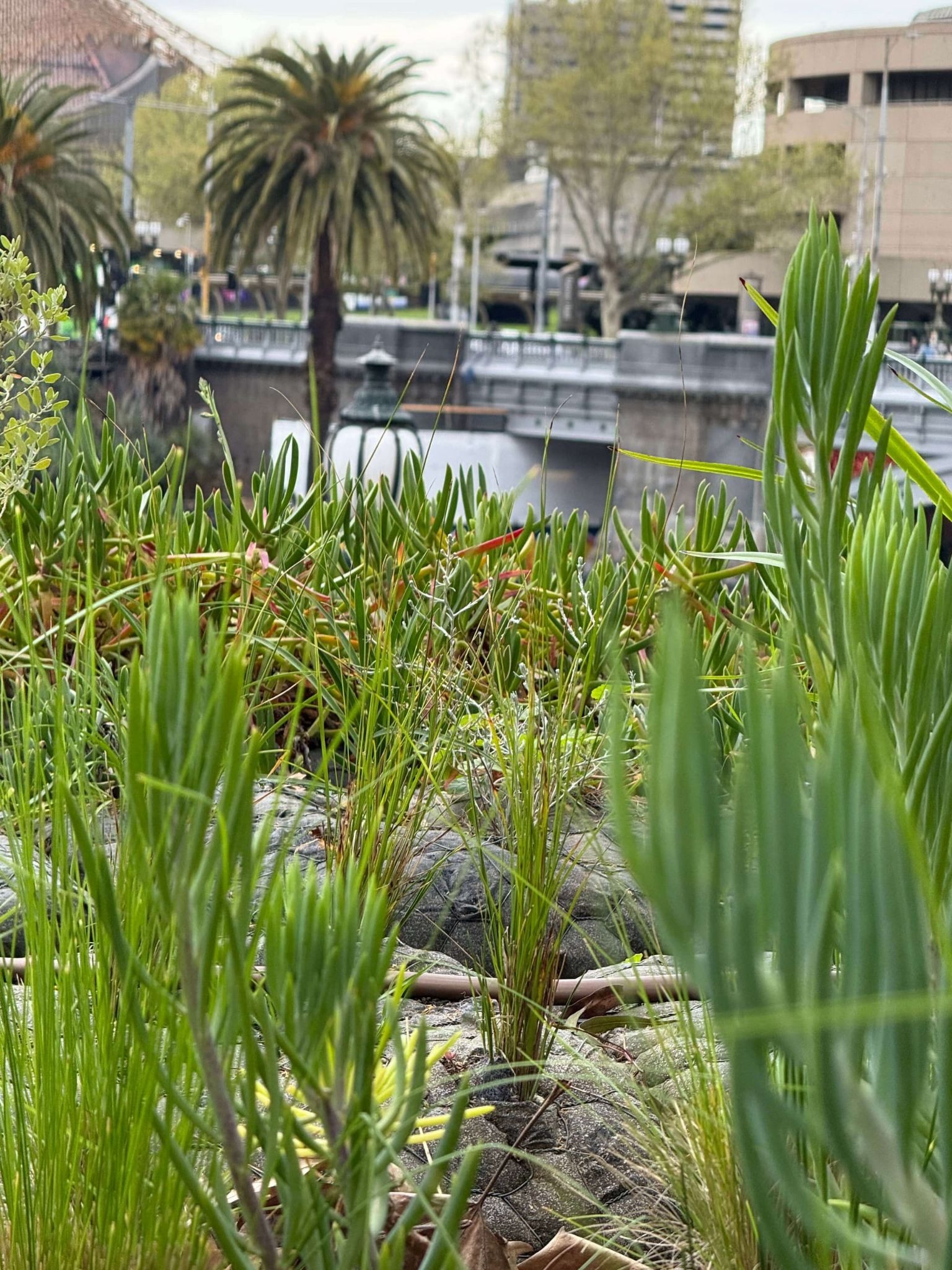 Close-up of native plants on an urban riverbank, showing how small green spaces can act as biodiversity hotspots, with a bridge, palm trees and city buildings blurred in the background.