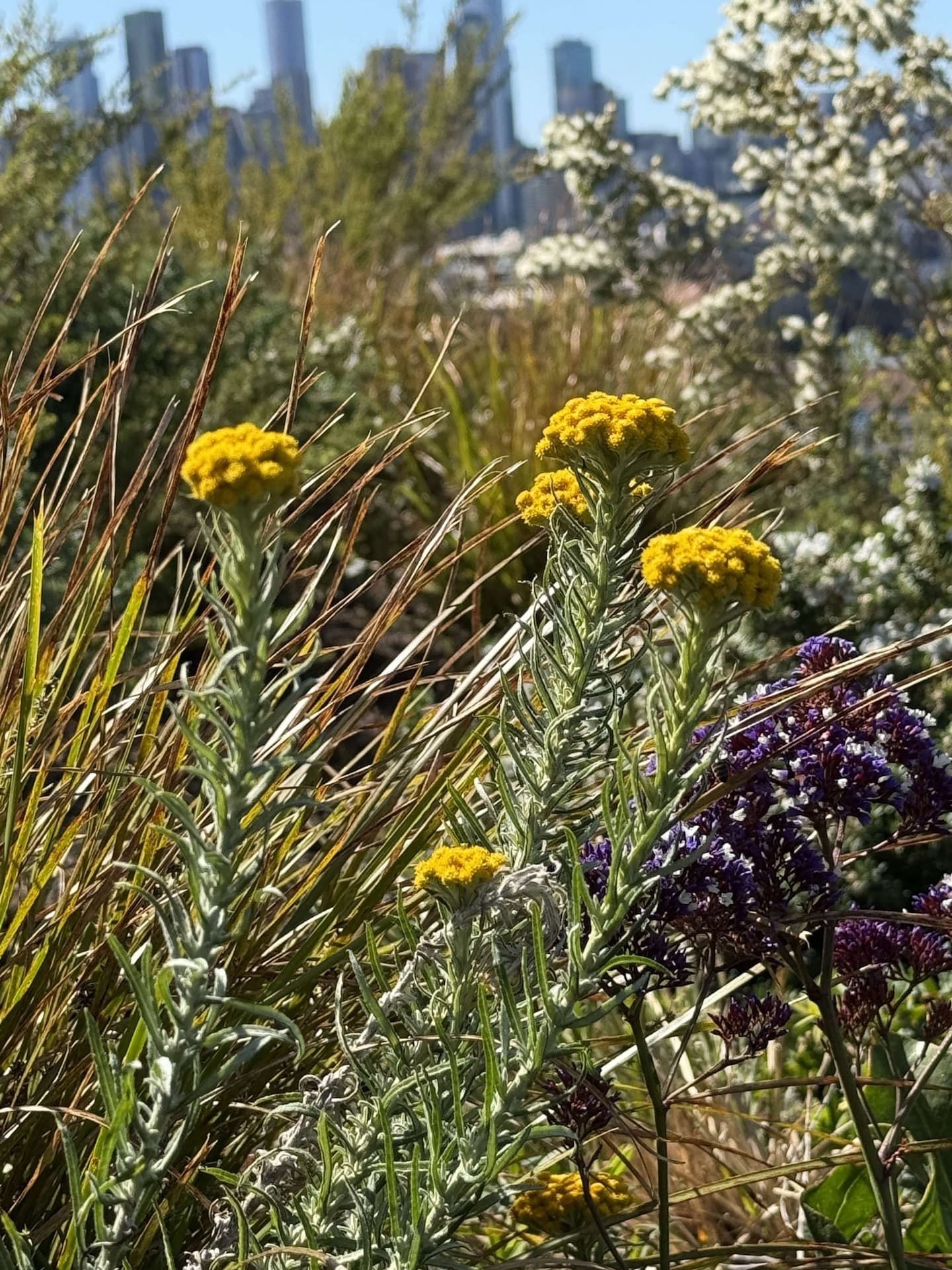Close-up of yellow and purple wildflowers and grasses on a rooftop garden, with a blurred city skyline behind, showing how green roofs can act as urban biodiversity hotspots.