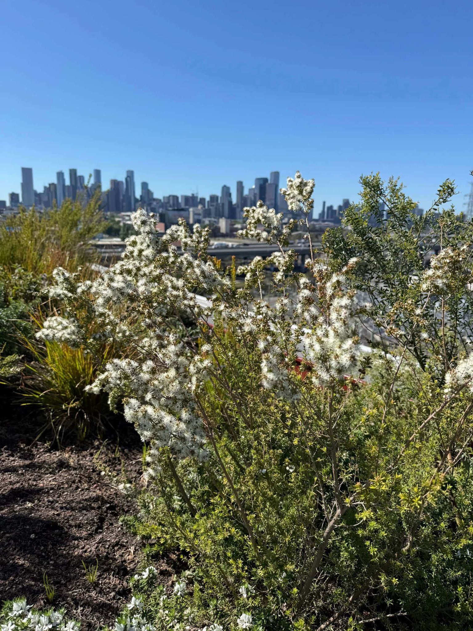 Native flowering shrubs in the foreground of a rooftop garden, with a city skyline in the distance, highlighting how green roofs can create biodiversity hotspots in urban areas.