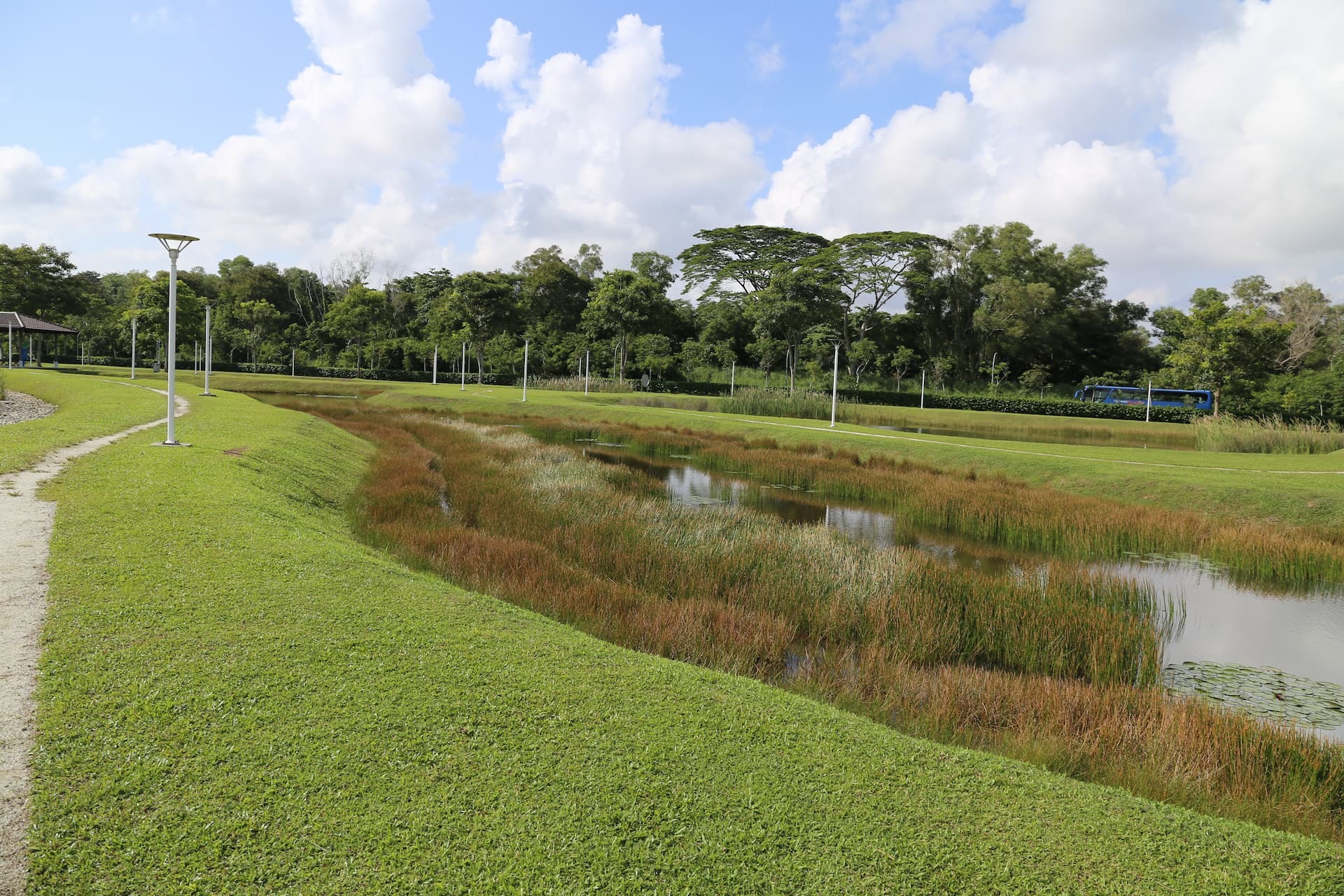 Landscaped park with a shallow wetland channel and reeds, designed to capture stormwater and reduce flood risk.