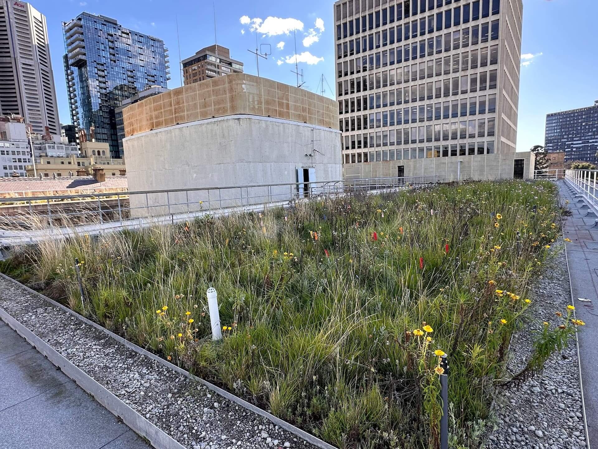 Biodiverse green roof with native plants in a city skyline, showing climate change mitigation and adaptation in the built environment.
