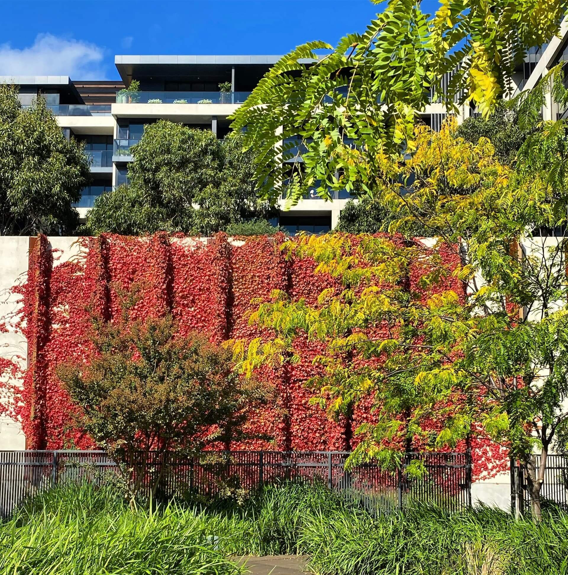 Vine-covered building wall in an urban setting, showing facade greening for climate adaptation and mitigation.