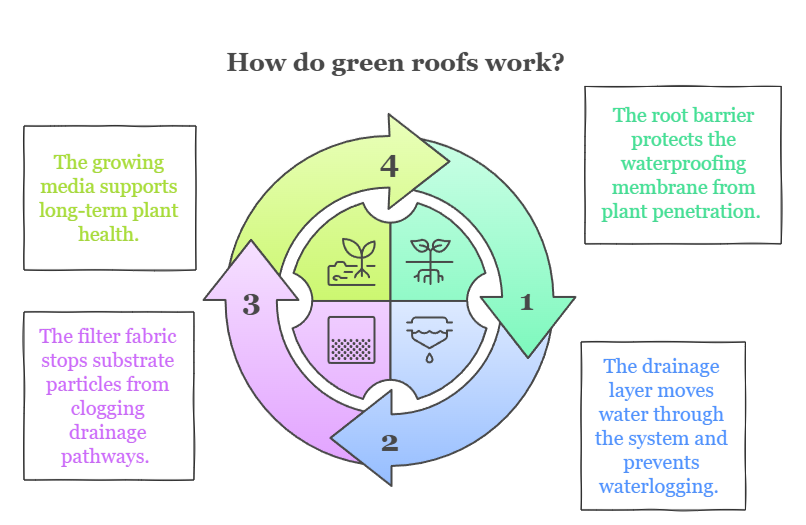 An infographic that illustrates how green roofs work