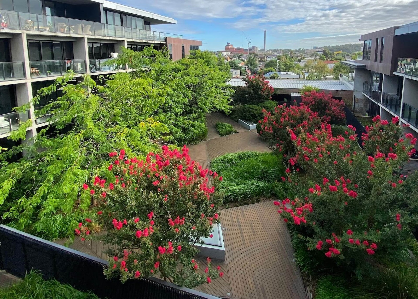 Intensive green roof garden with flowering red trees, lush greenery, and timber decking between apartment buildings