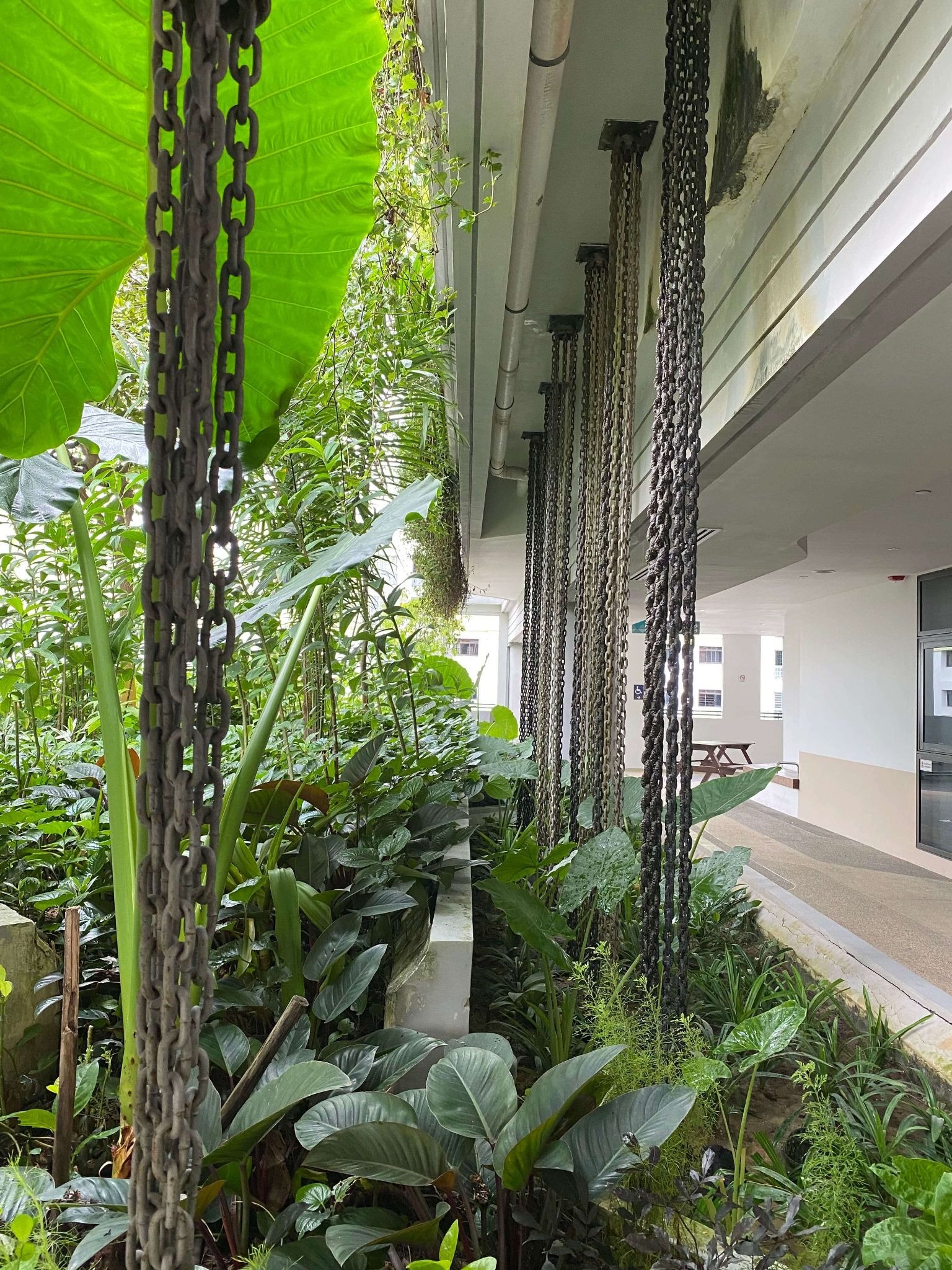 Rain chains directing roof runoff into a lush planted garden bed, a water sensitive urban design element on a residential building.