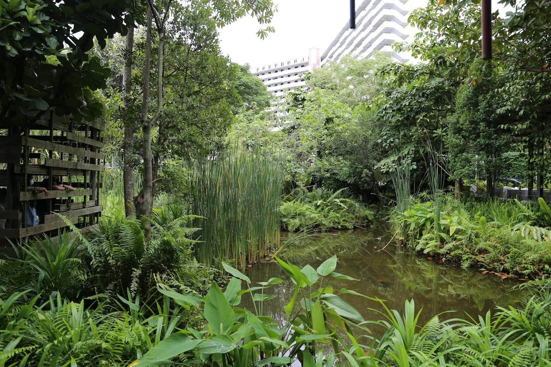 An urban wetland pond with dense tropical vegetation and reeds, a water sensitive urban design feature nestled between city buildings.