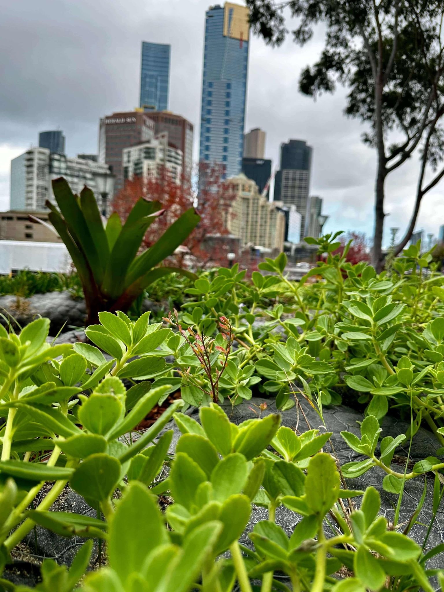 Close-up of low-growing green plants and succulents on a rooftop garden, with Melbourne's city skyline visible in the background, an example of nature-based solutions integrated into urban infrastructure.