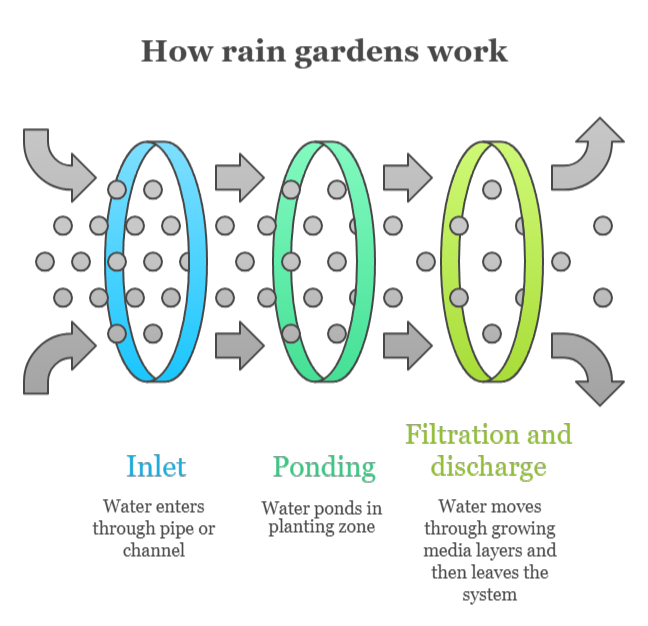 An infographic that illustrates how rain gardens work