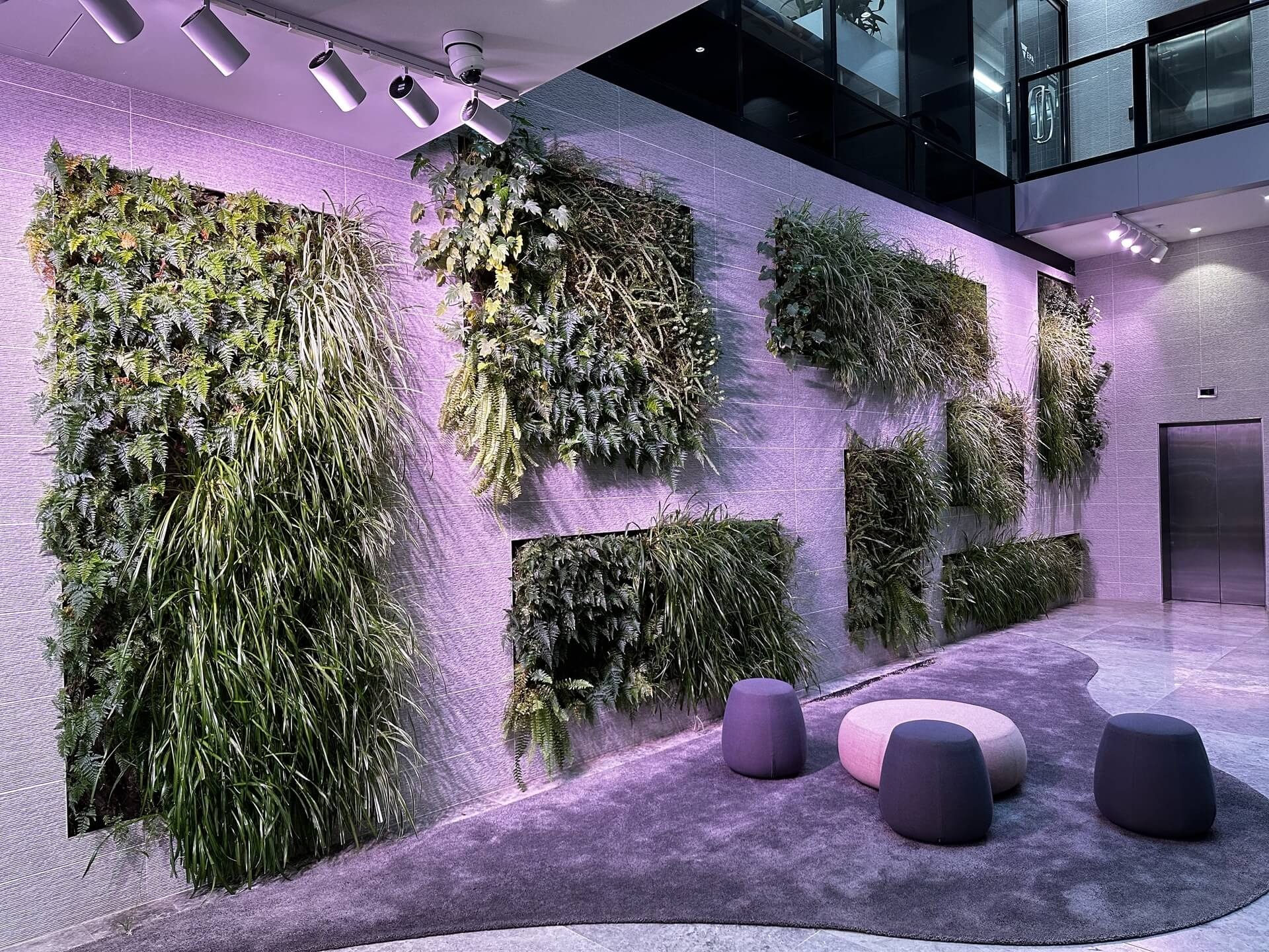 Indoor living wall of ferns and grasses in a modern lobby with purple lighting.