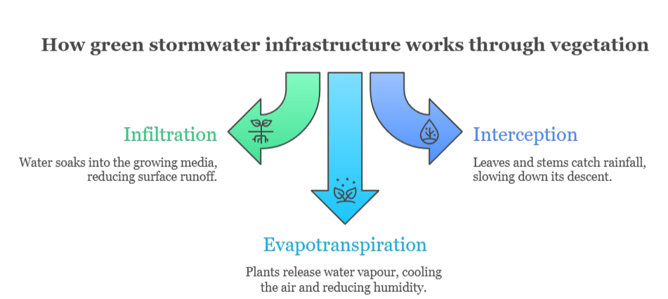 An infographic that illustrates how green stormwater infrastructure works through vegetation