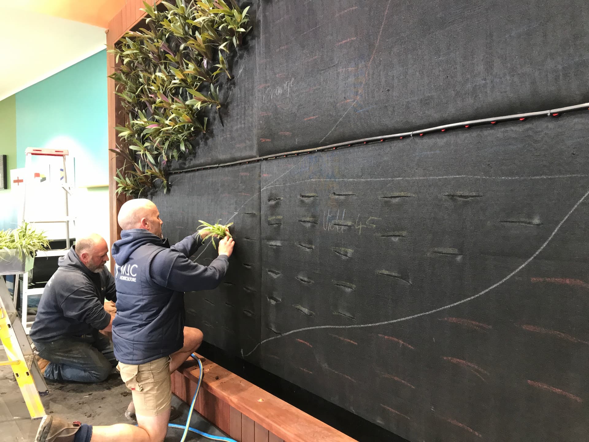 Green wall specialists building a green wall outside, pushing plants into a felt pocket system with irrigation lines.