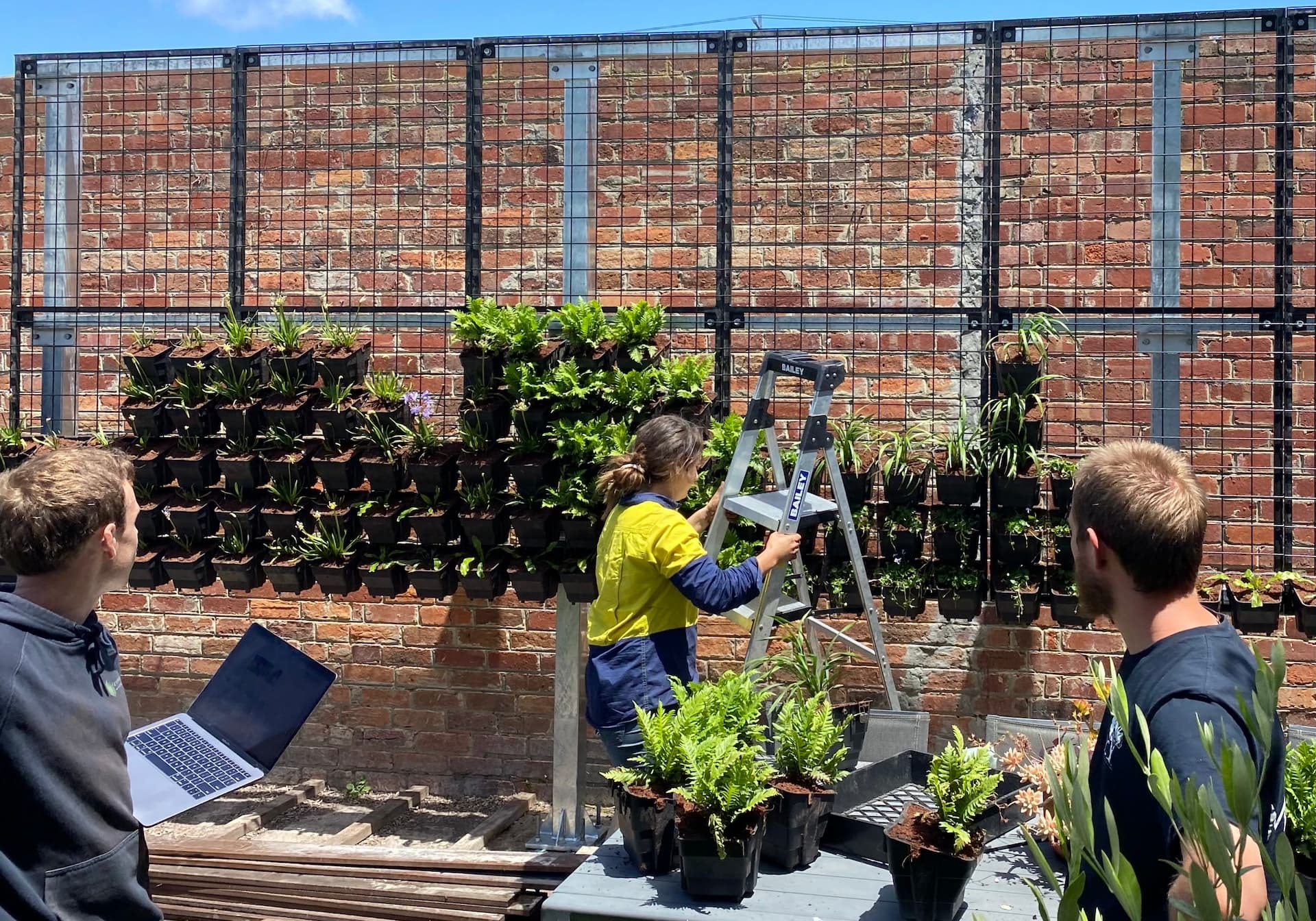 Green wall specialists building a green wall outside, placing plants into rows of pots on a brick wall.