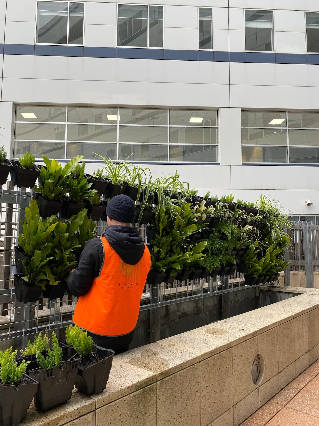 A green wall specialist building a green wall outside by slotting potted plants into a black modular frame on a building.