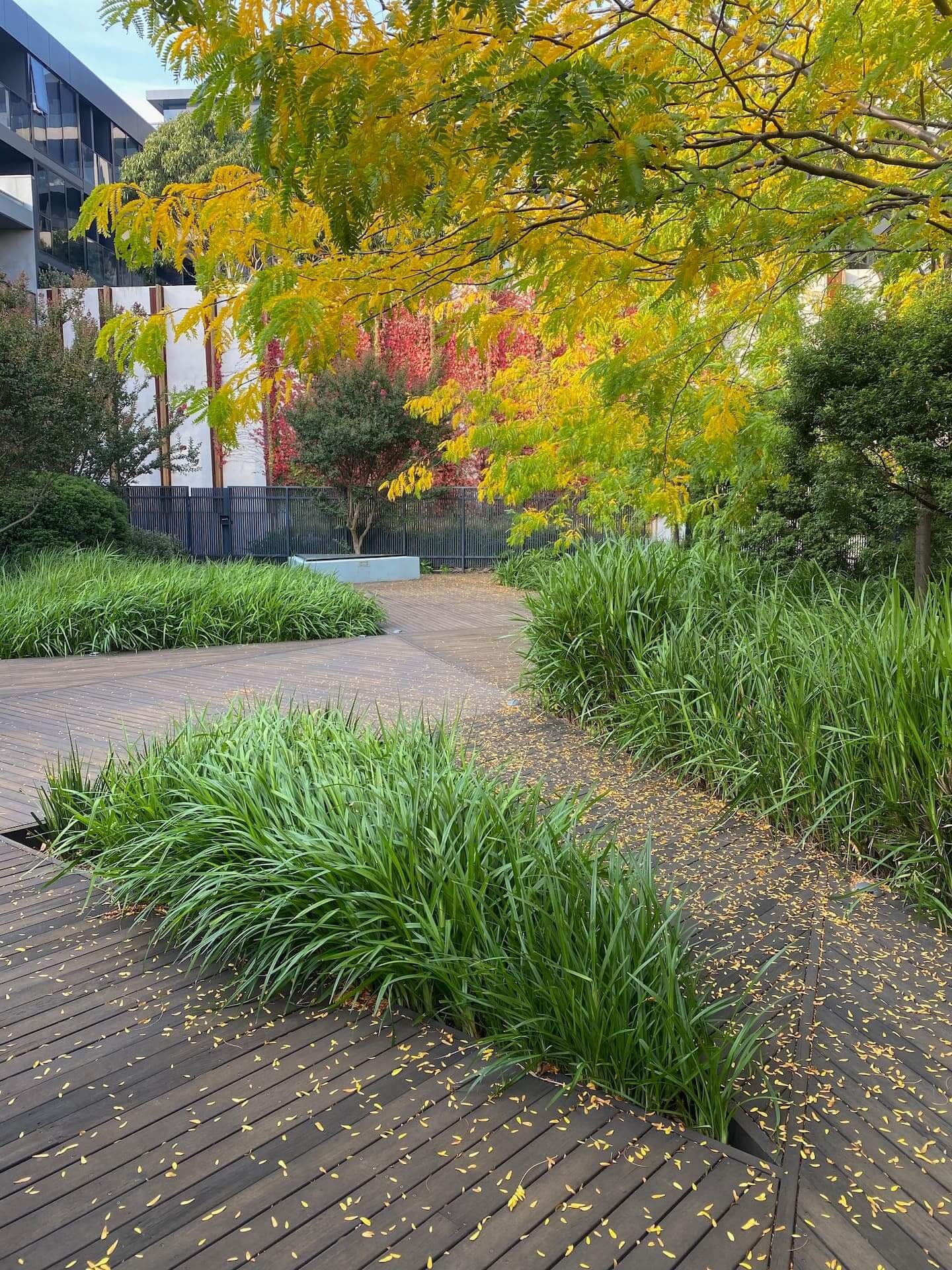 A rooftop garden with a wooden boardwalk winding through ornamental grasses and autumn-colored trees.