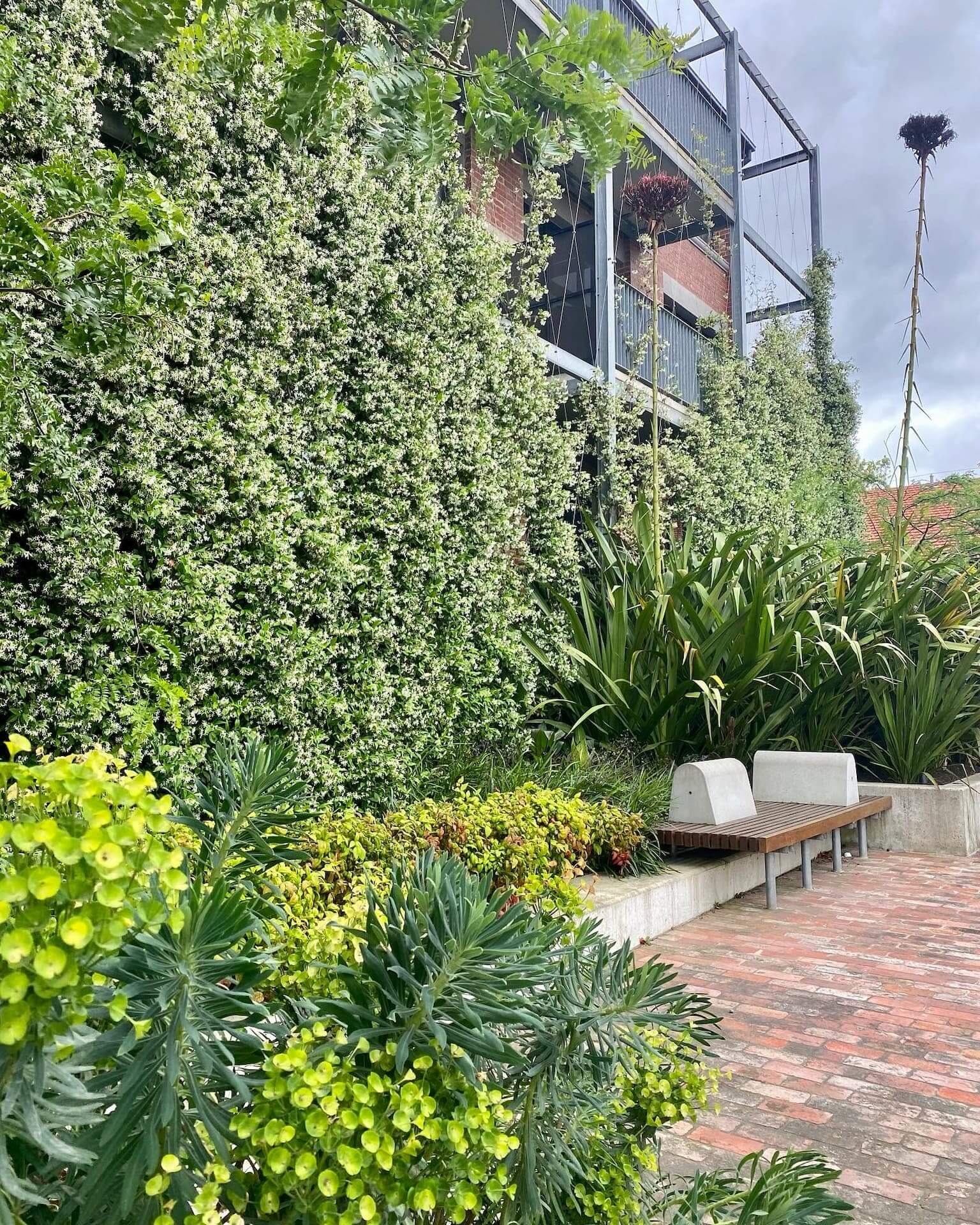 Green facade of flowering star jasmine climbing a steel trellis on a brick building, with a bench and layered garden beds below.