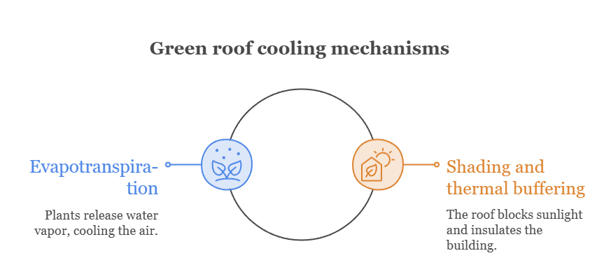 An infographic that illustrates green roof cooling mechanisms