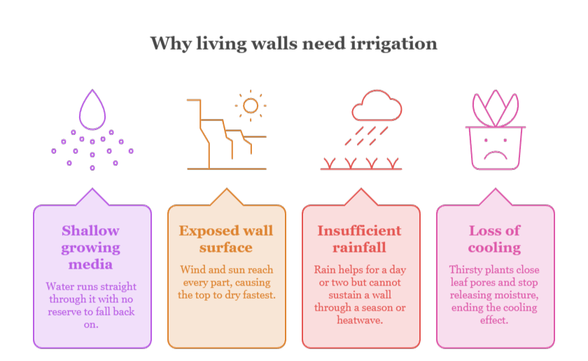 An infographic that illustrates why living walls need irrigation