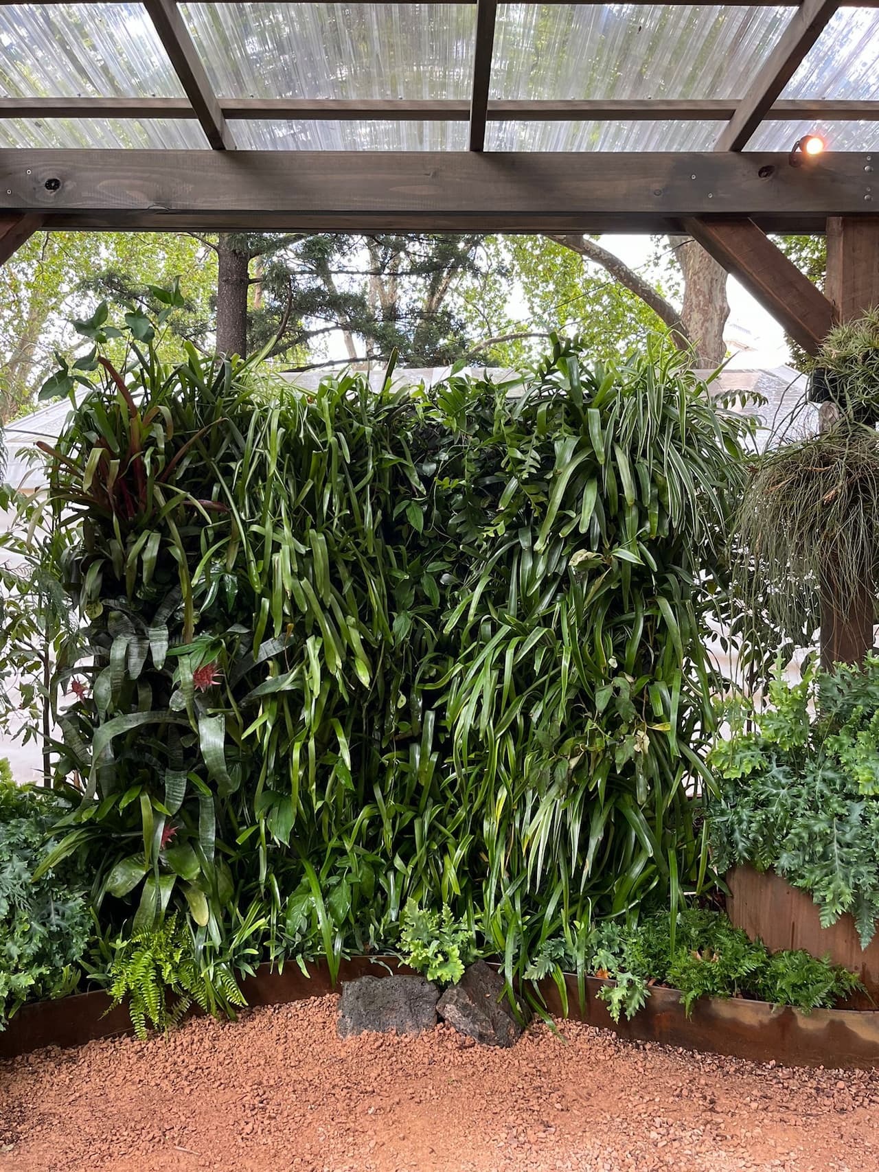 A lush vertical garden with cascading greenery beneath a wooden pergola, maintained with vertical garden irrigation systems.