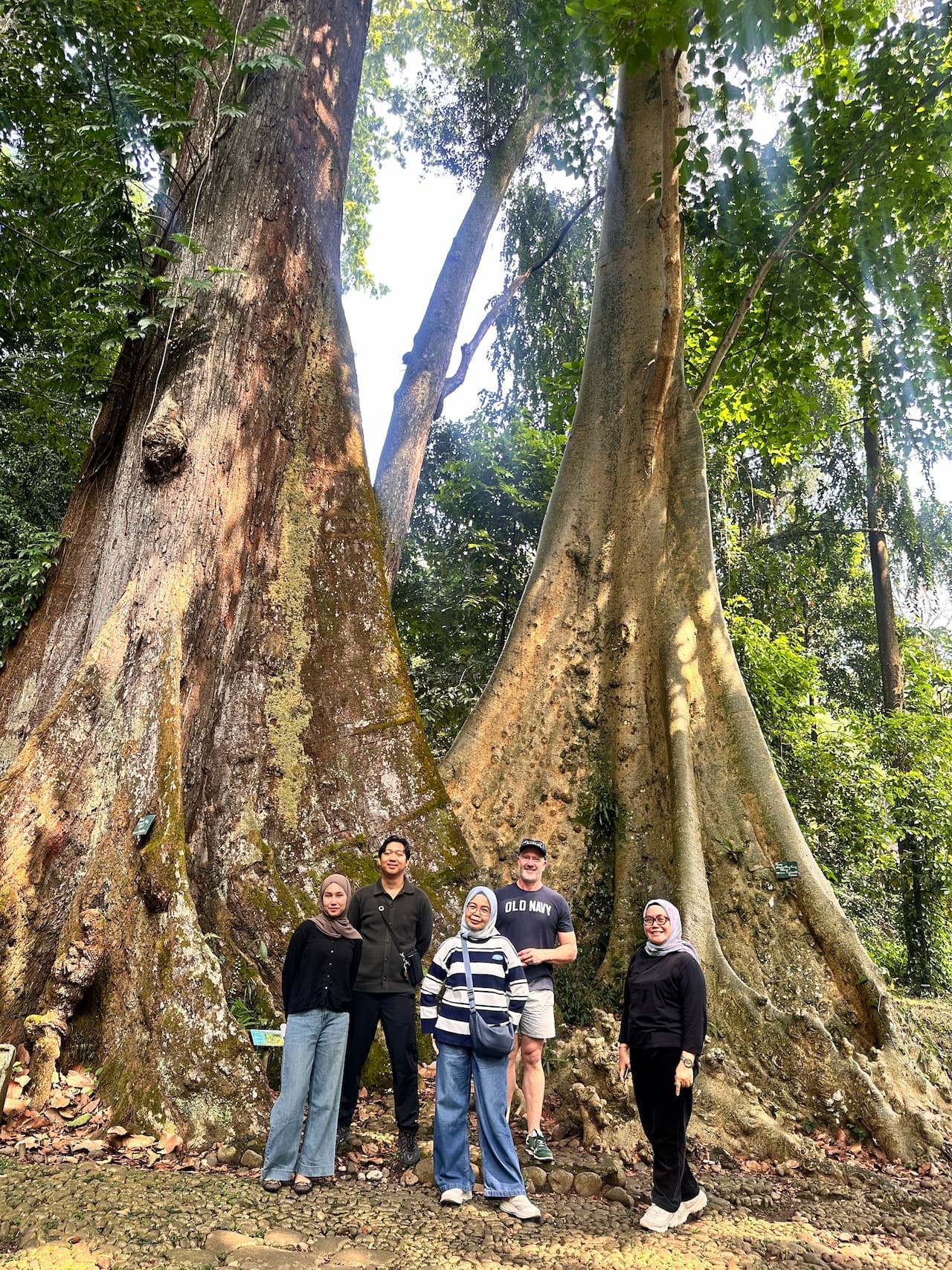 Michael Casey and Indonesian colleagues standing beneath two towering buttress-rooted trees at Bogor Botanical Gardens.