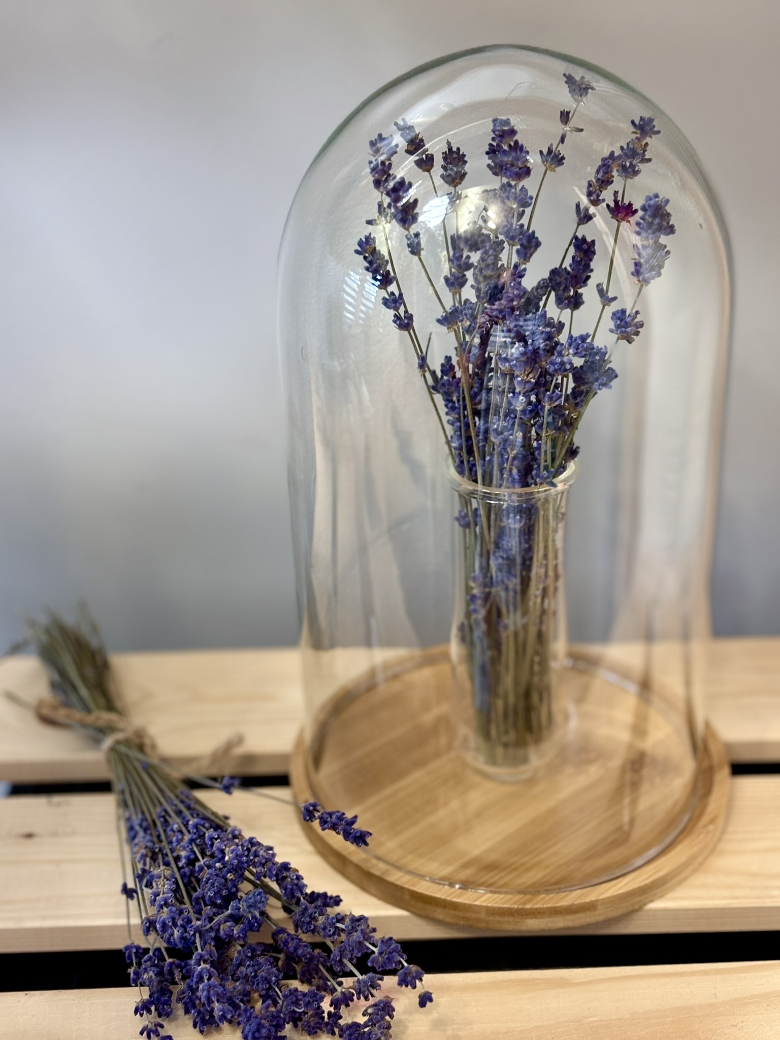 Szklany klosz lawenda