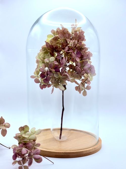 Szklany klosz hortensja