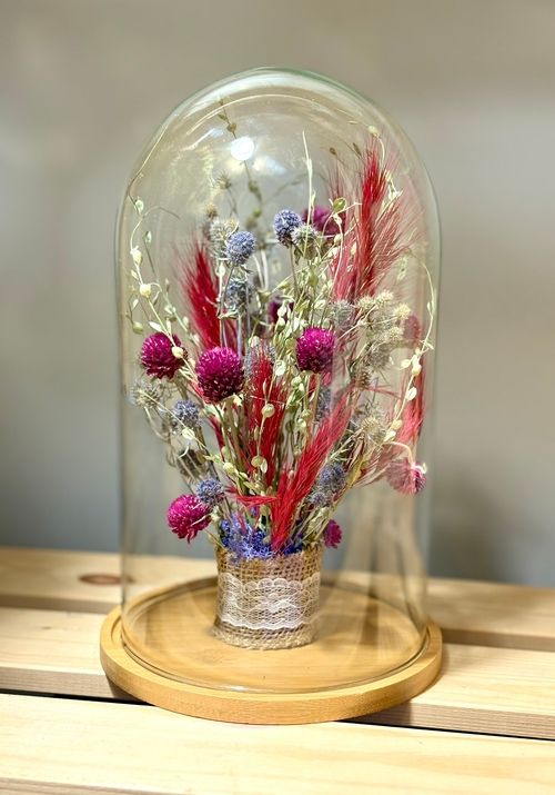 Szklany klosz gomfrena mikołajek