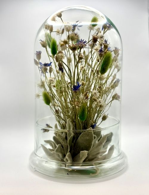 Szklana kopuła chabry