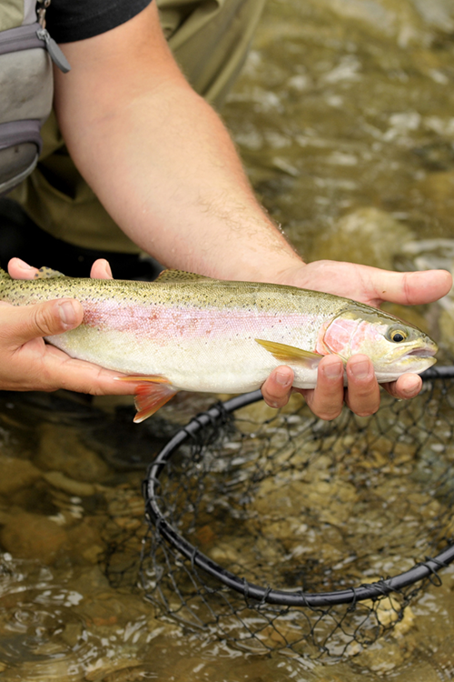 Fly Fishing and Rod Holders