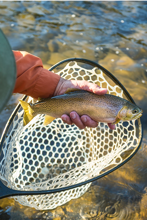 Fly Fishing and Shoulder Strap