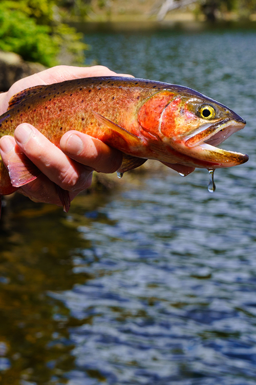 Fly Fishing Timing & Water Clarity