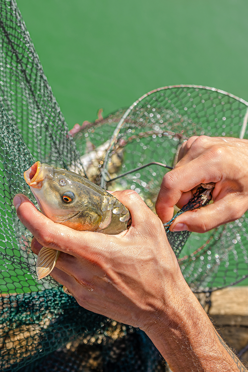 What Do Trout Eat