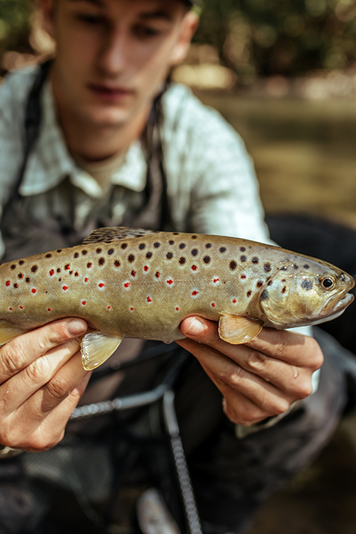 What is a Trout Favorite Food