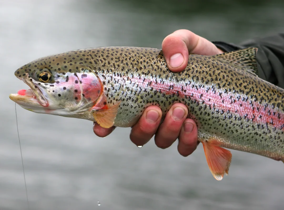How to Correctly Handle Trout