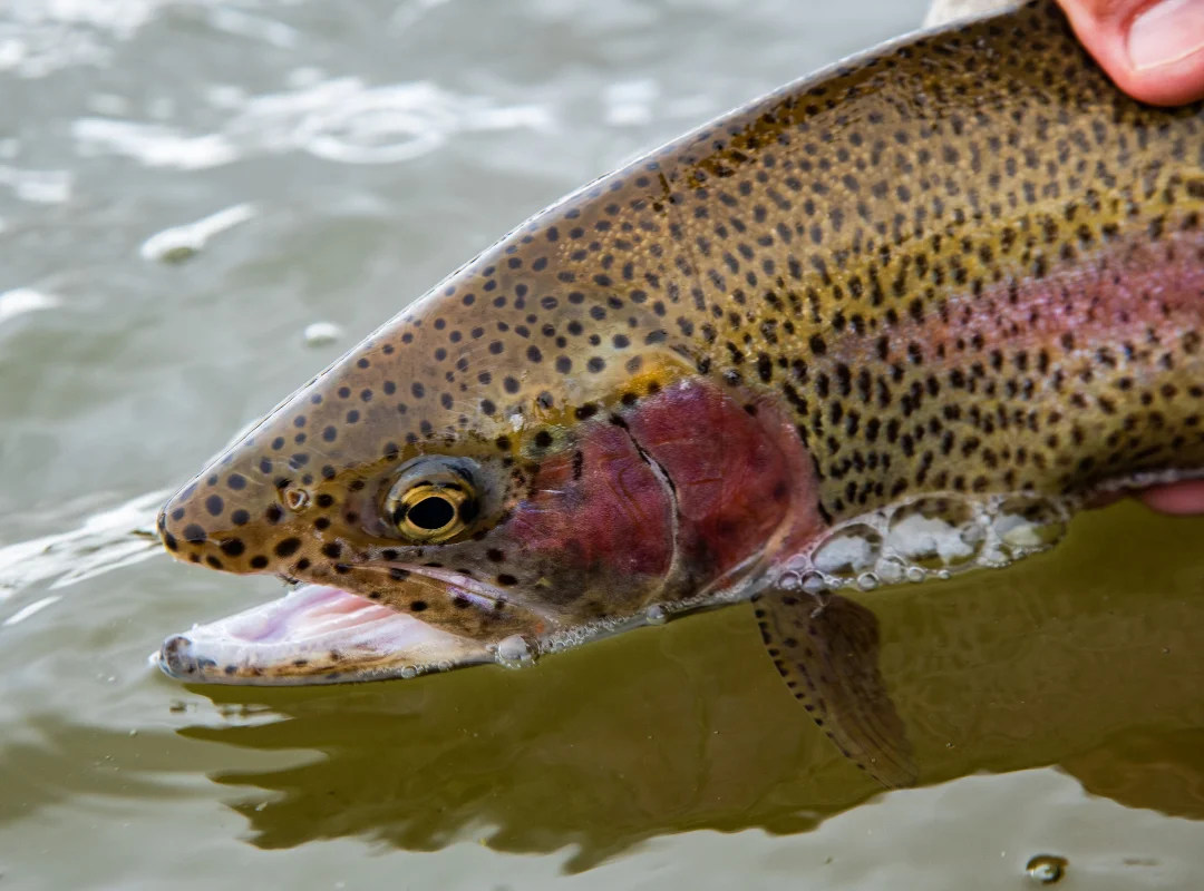 How to Hold a Trout for Beginners
