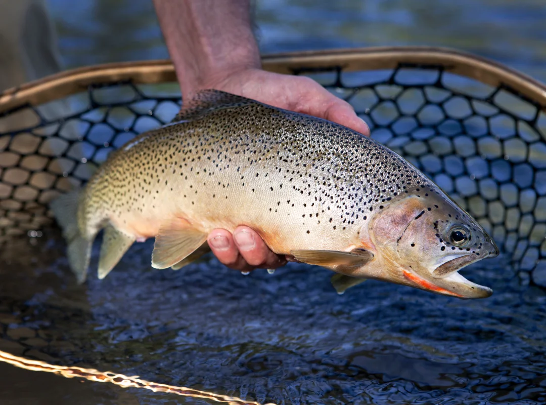 Frontier Anglers TN Trout Fishing