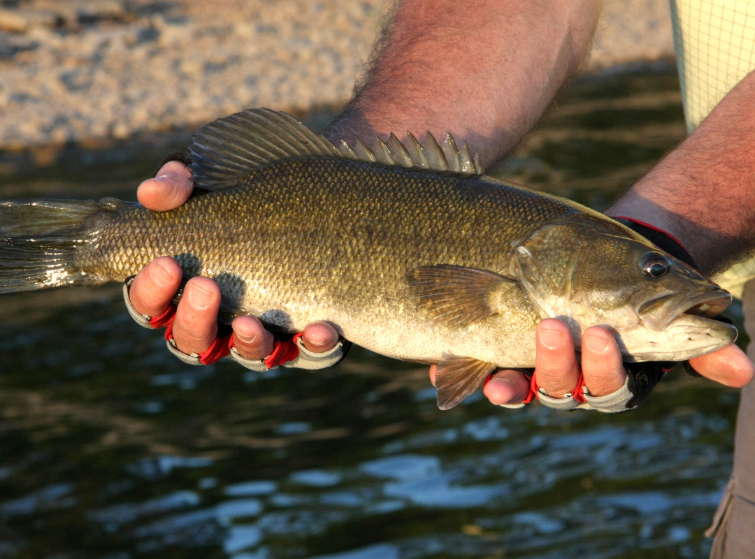 Fly Fishing for Wild Trout