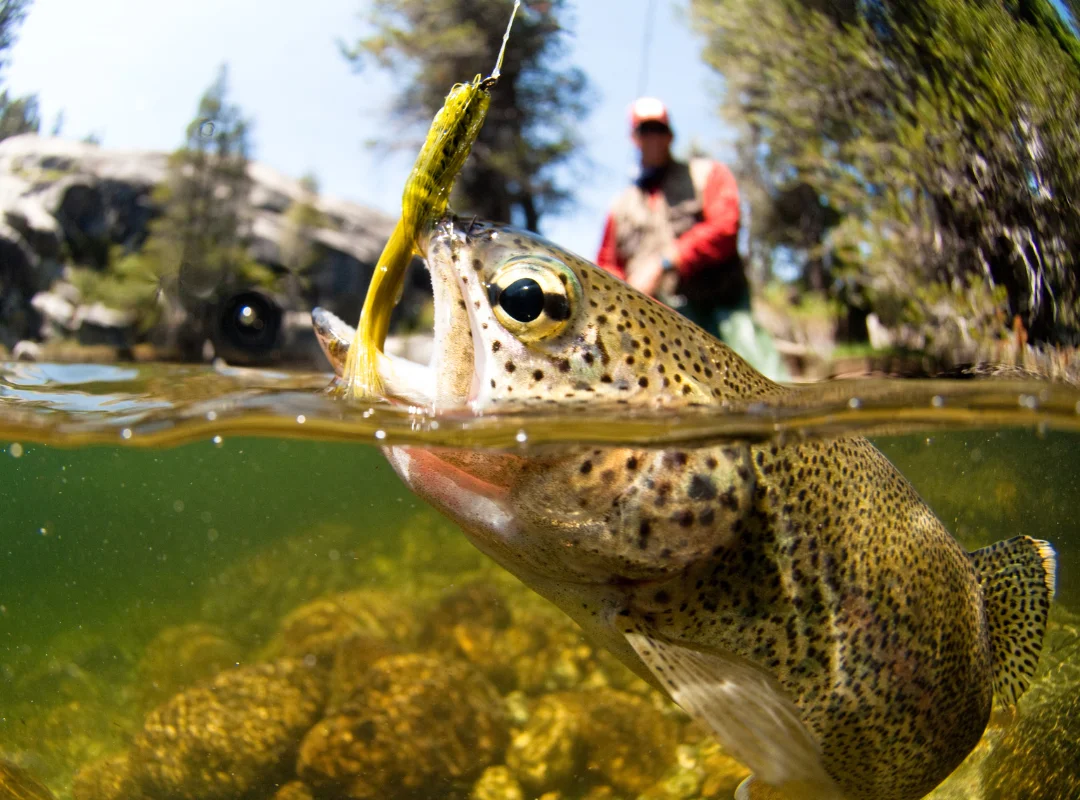 Types of Fly Fishing Forceps & How to Use Them