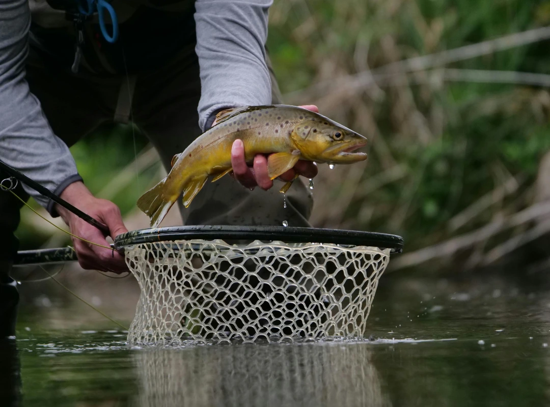 How to Fly Fish With Midges