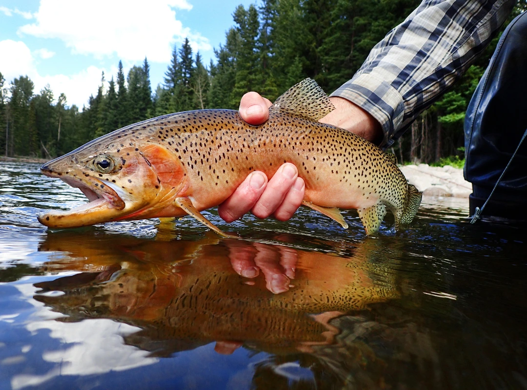 Fly Fishing Trout with Frontier Anglers TN
