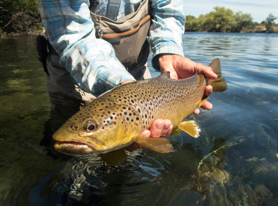 What is the Most Popular Trout Fly