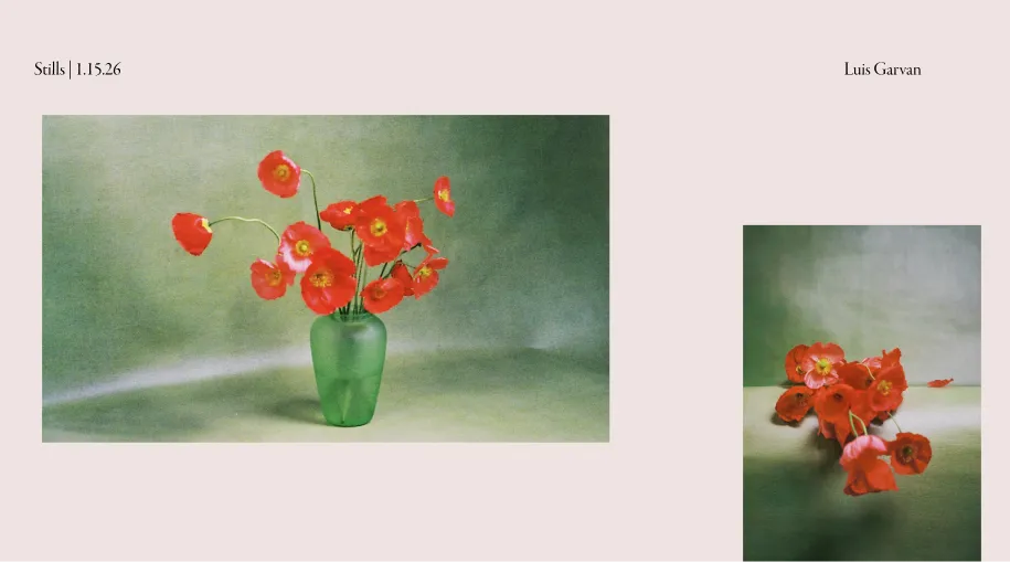 Two images of red poppy flowers against a green background; the left image shows a green vase with upright flowers, and the right image shows flowers lying on a surface, some petals fallen.