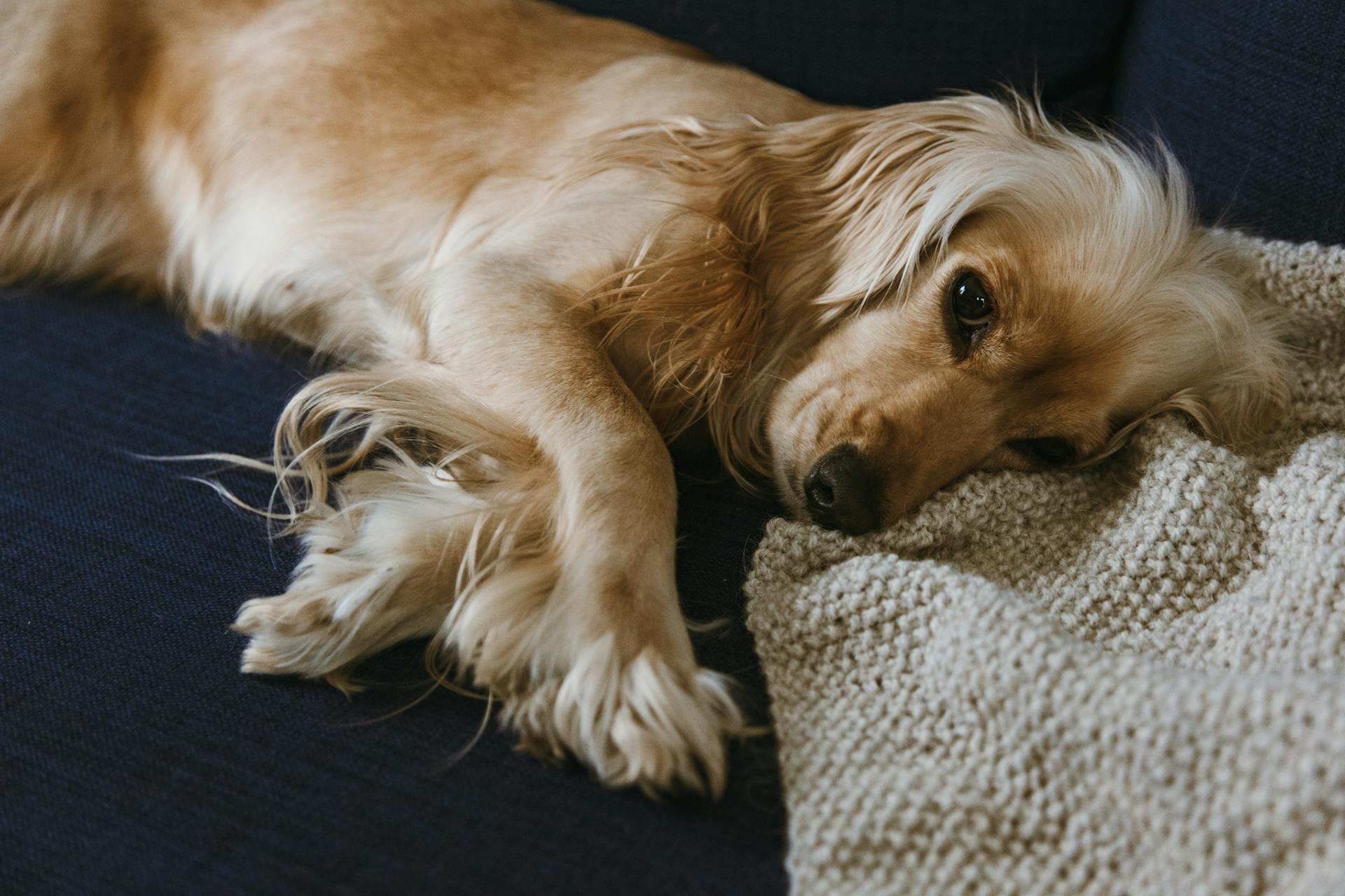 Comment rafraîchir son animal en été ?