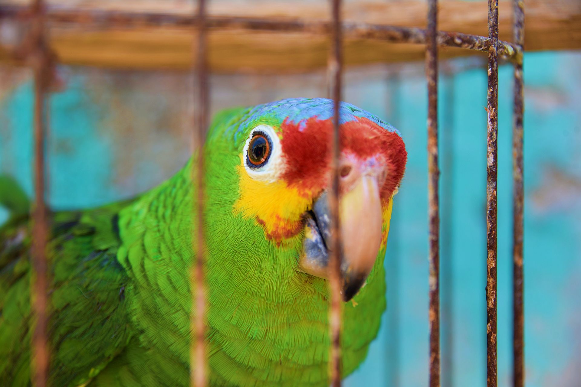 Les 5 oiseaux les plus faciles à élever chez soi