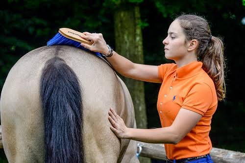 Soins du cheval au naturel : par où commencer pour prendre soin de son équidé au quotidien ?