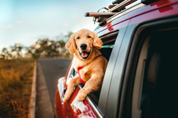 Saiba como funciona o transporte de animais ao viajar de ônibus