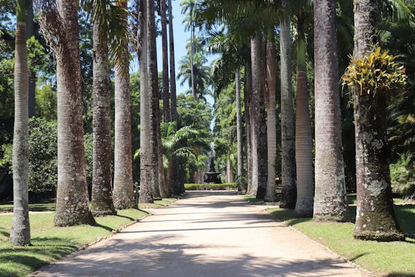 Conheça o Jardim Botânico no Rio de Janeiro