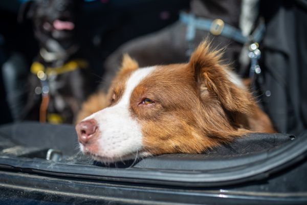O que preciso saber sobre viagem de ônibus com pet?