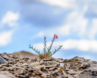 A plant growing in the ground